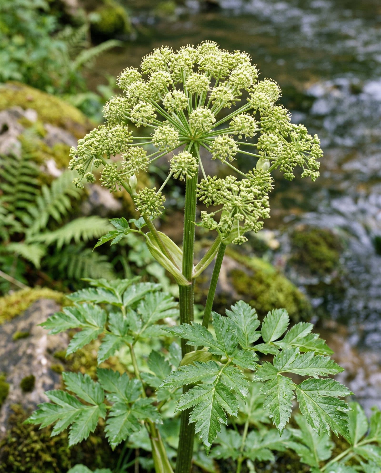Engelwurz (Angelica archangelica)