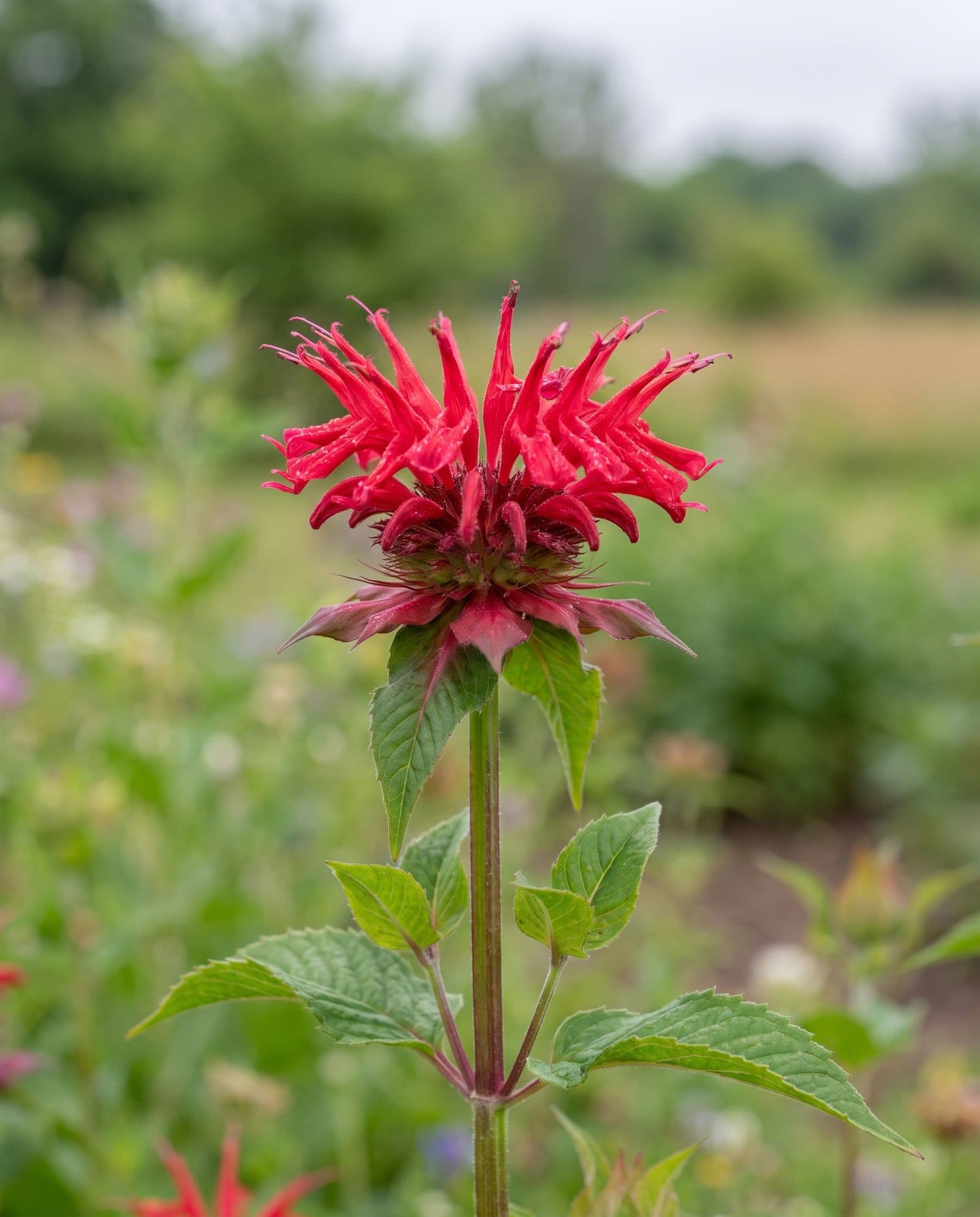 Goldmelisse (Monarda didyma)