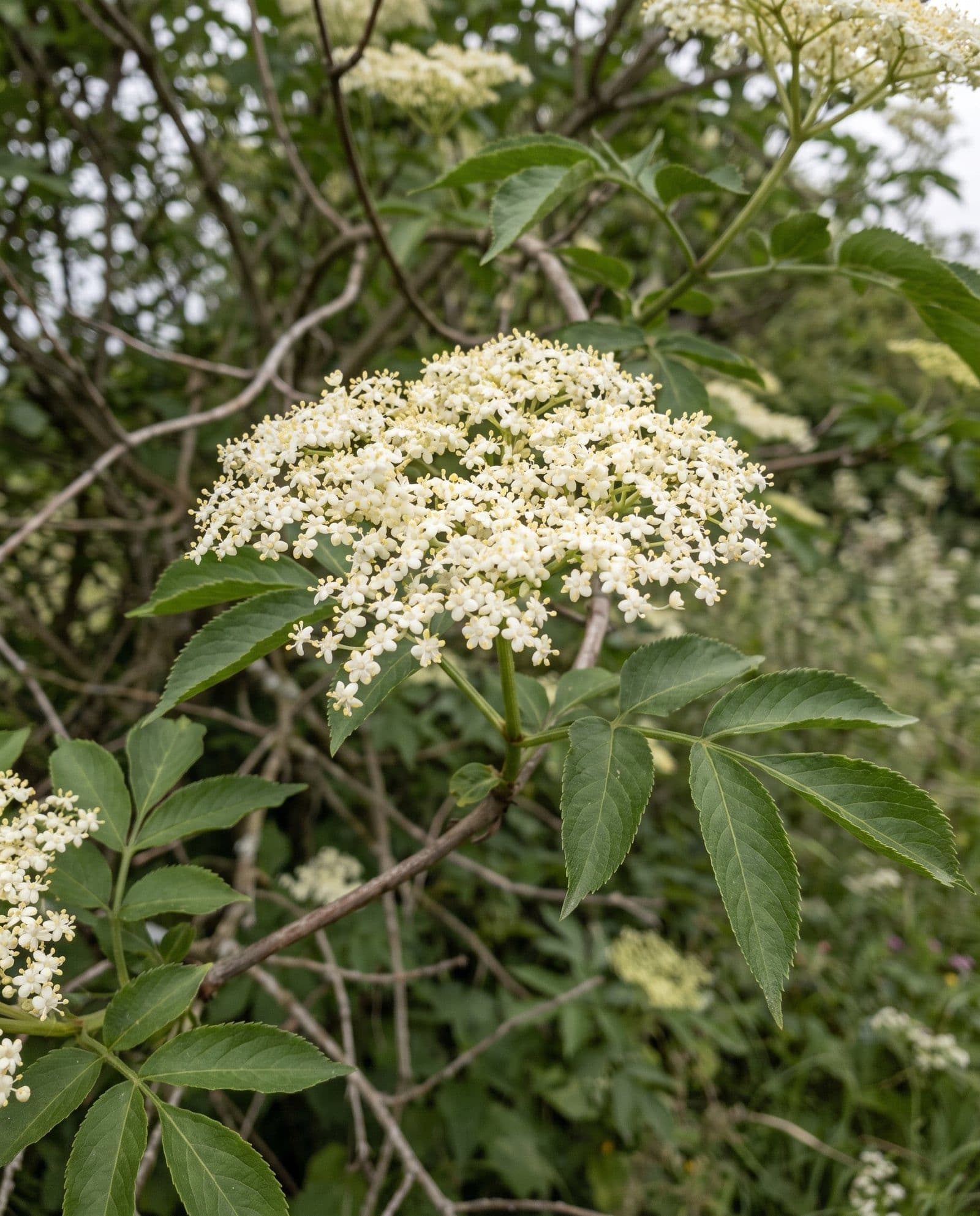 Holunderblüte (Sambucus nigra)