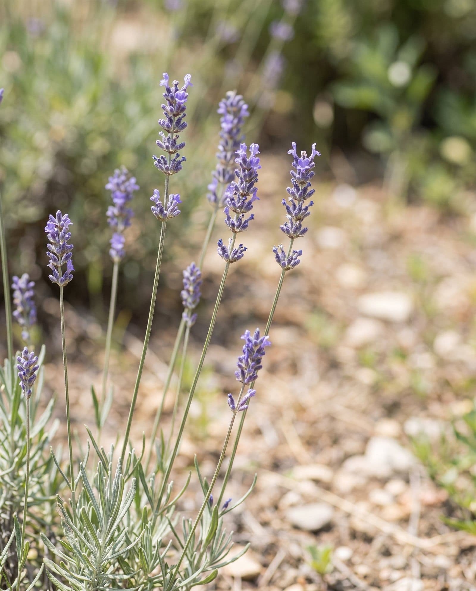 Lavendel (Lavandula angustifolia)