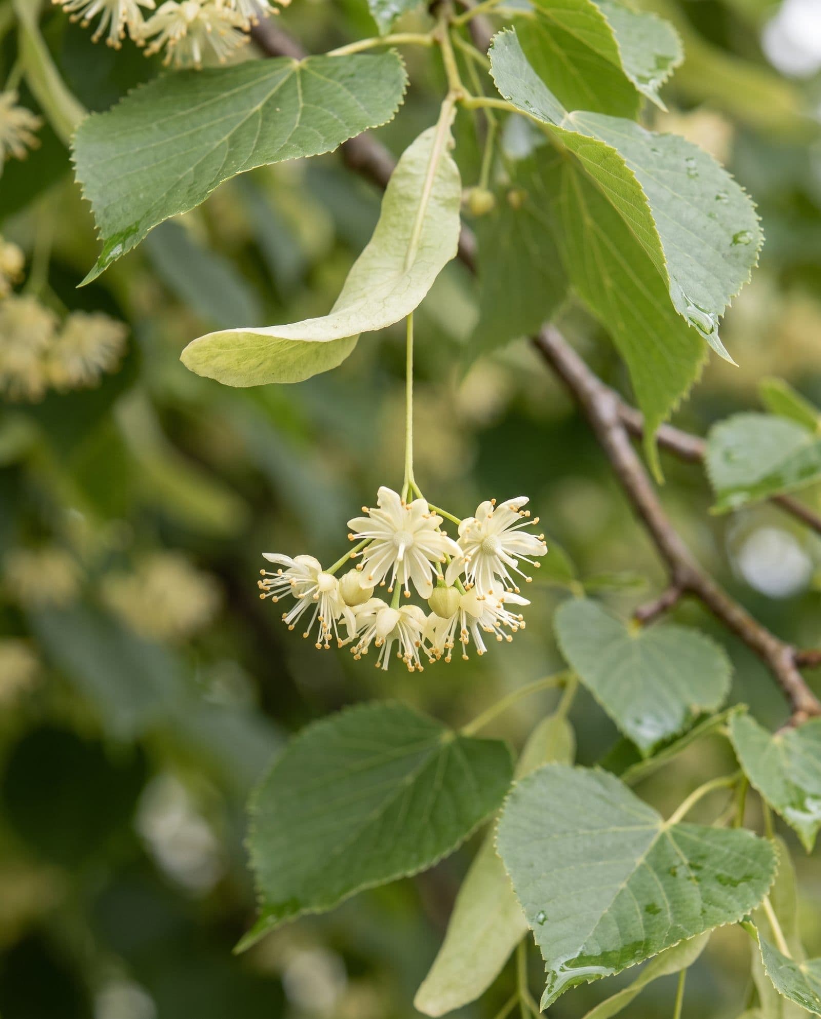 Lindenblüte (Tilia cordata)