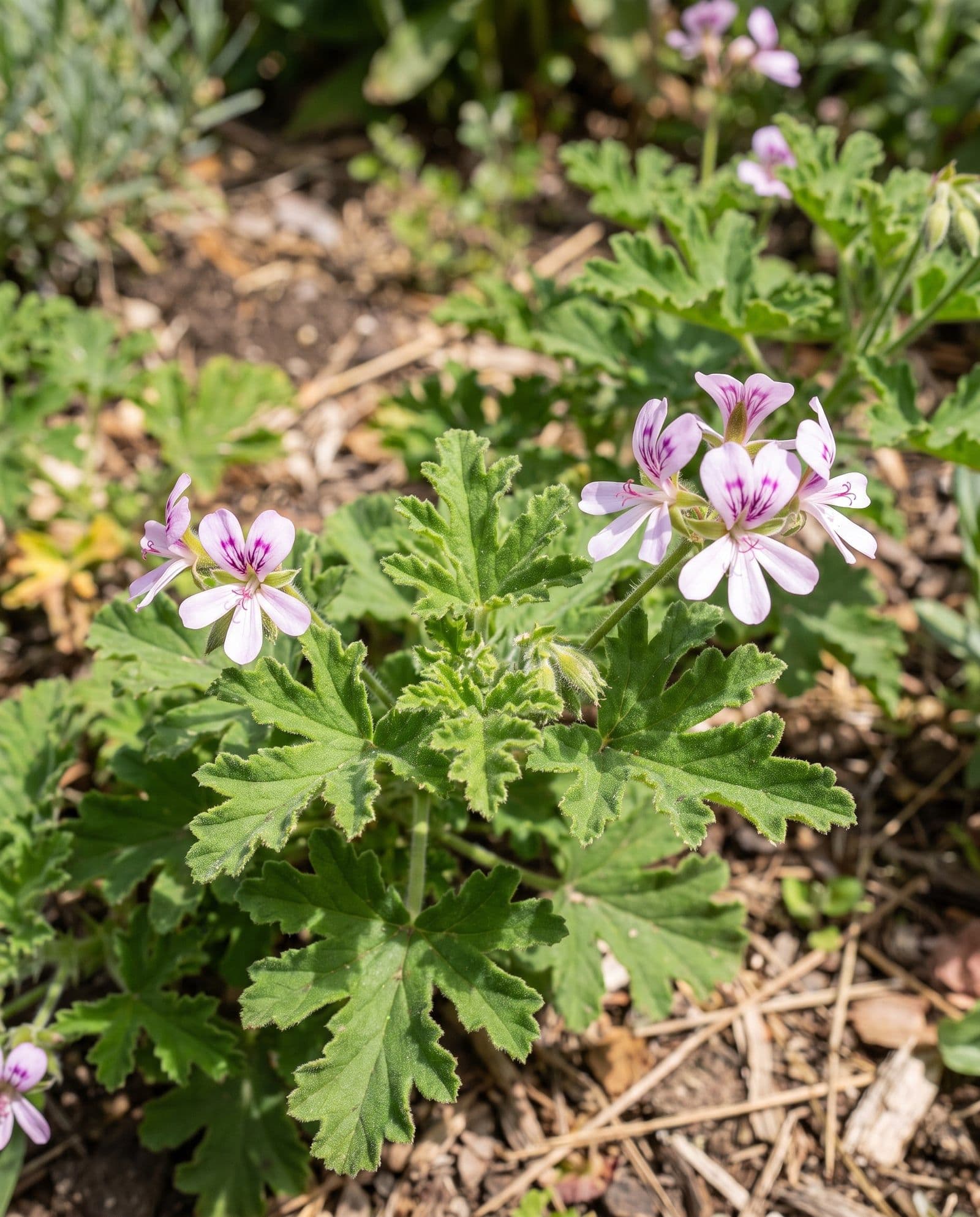 Rosengeranie (Pelargonium graveolens)