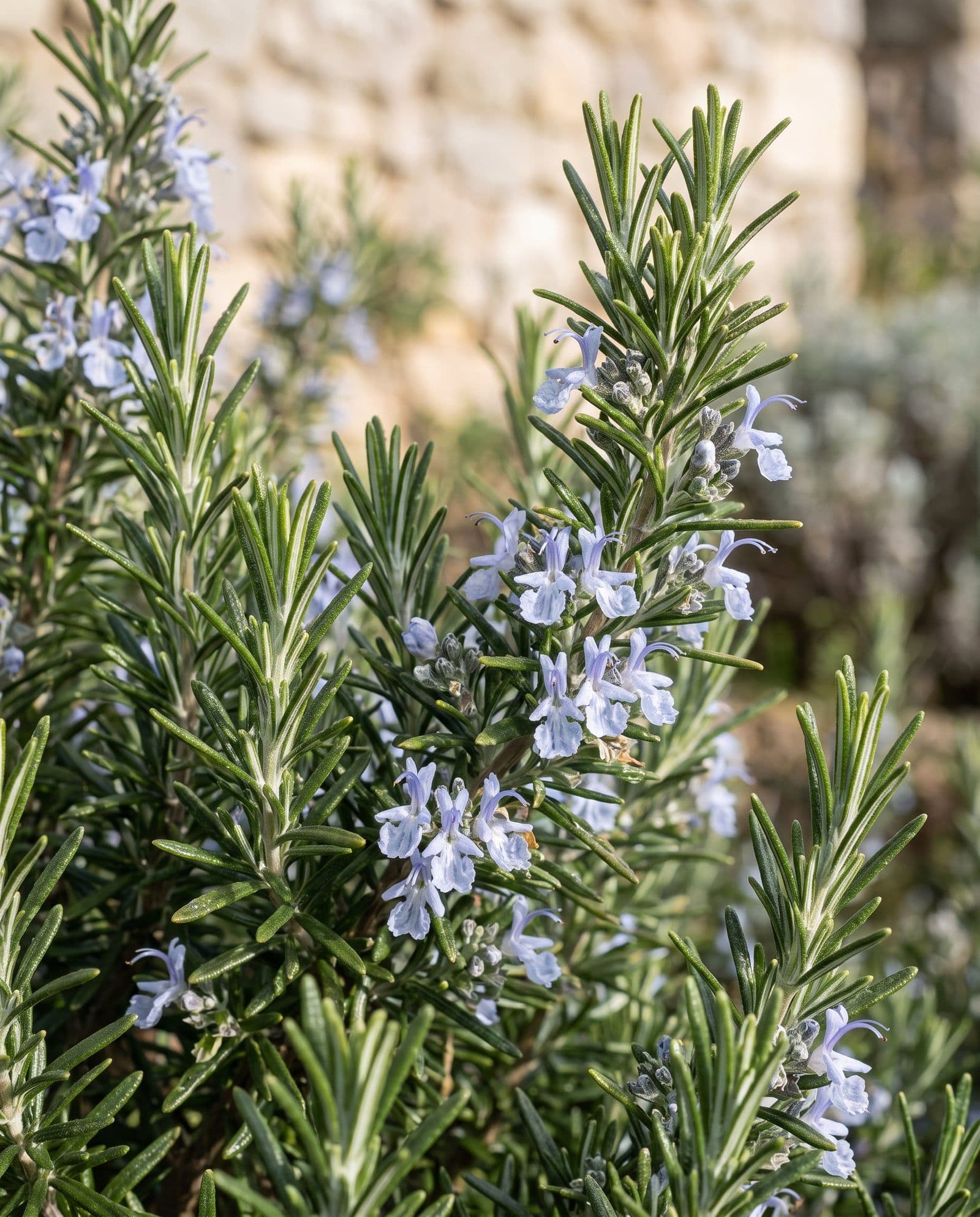 Rosmarin (Salvia rosmarinus)