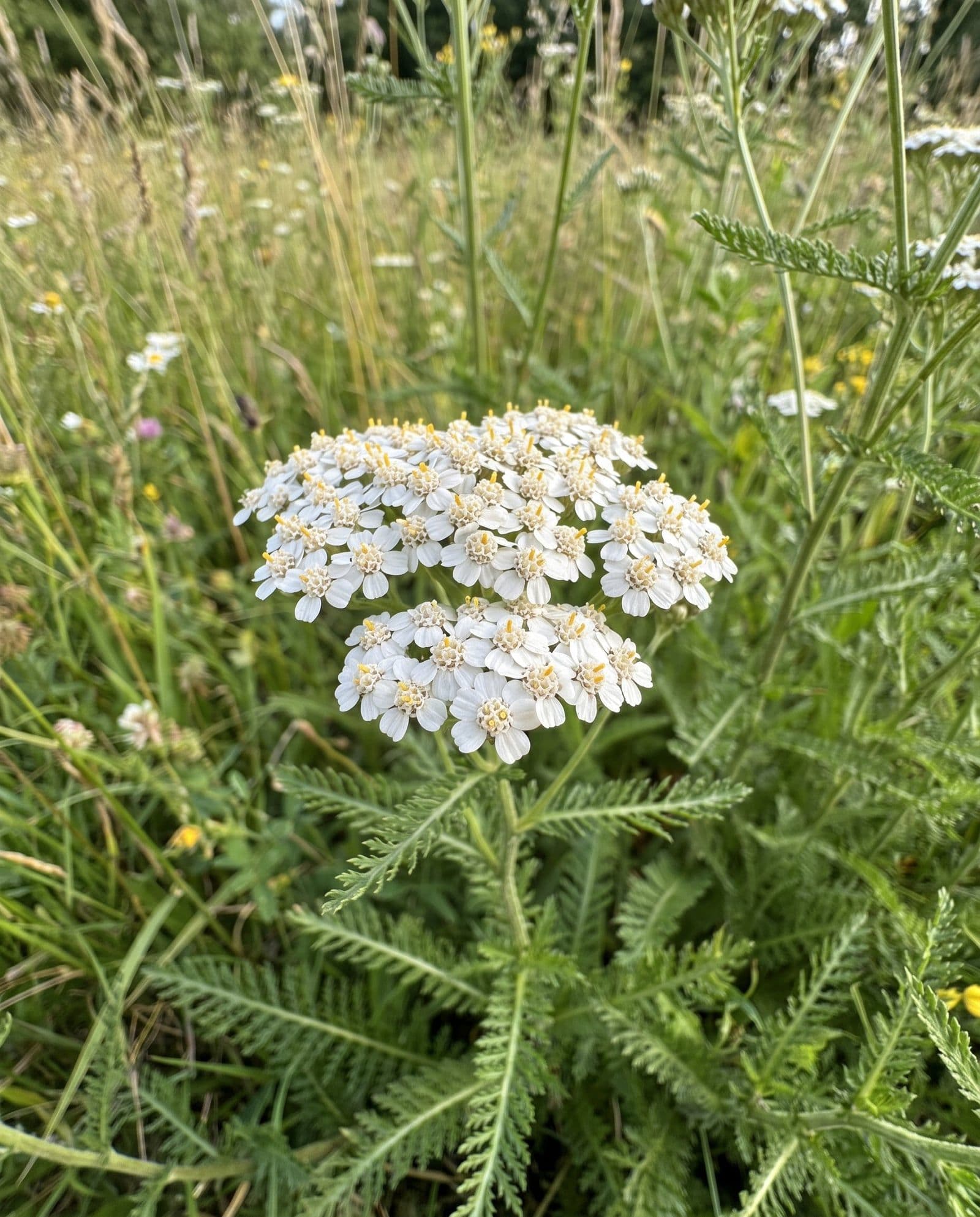 Schafgarbe (Achillea millefolium)