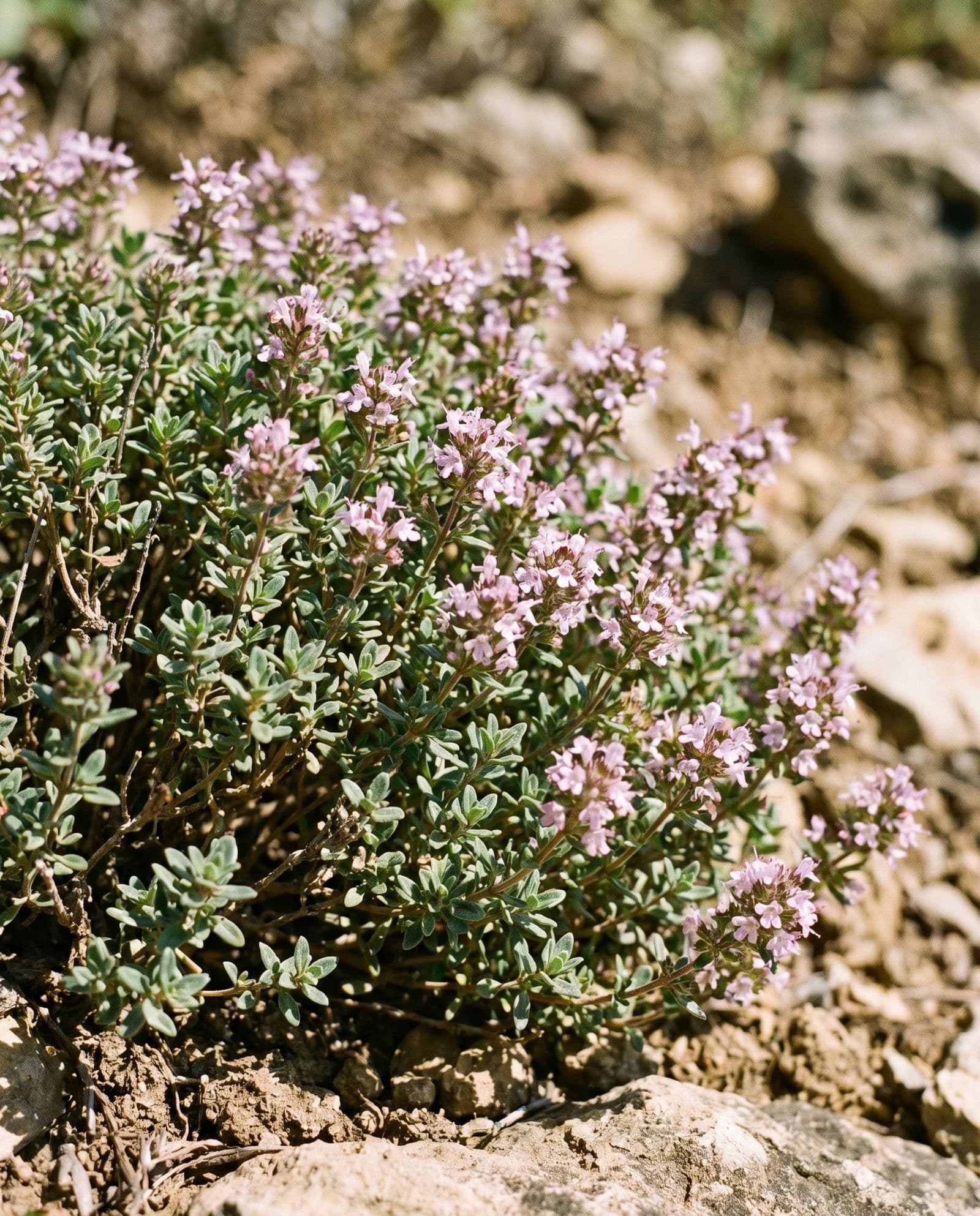Thymian (Thymus vulgaris)