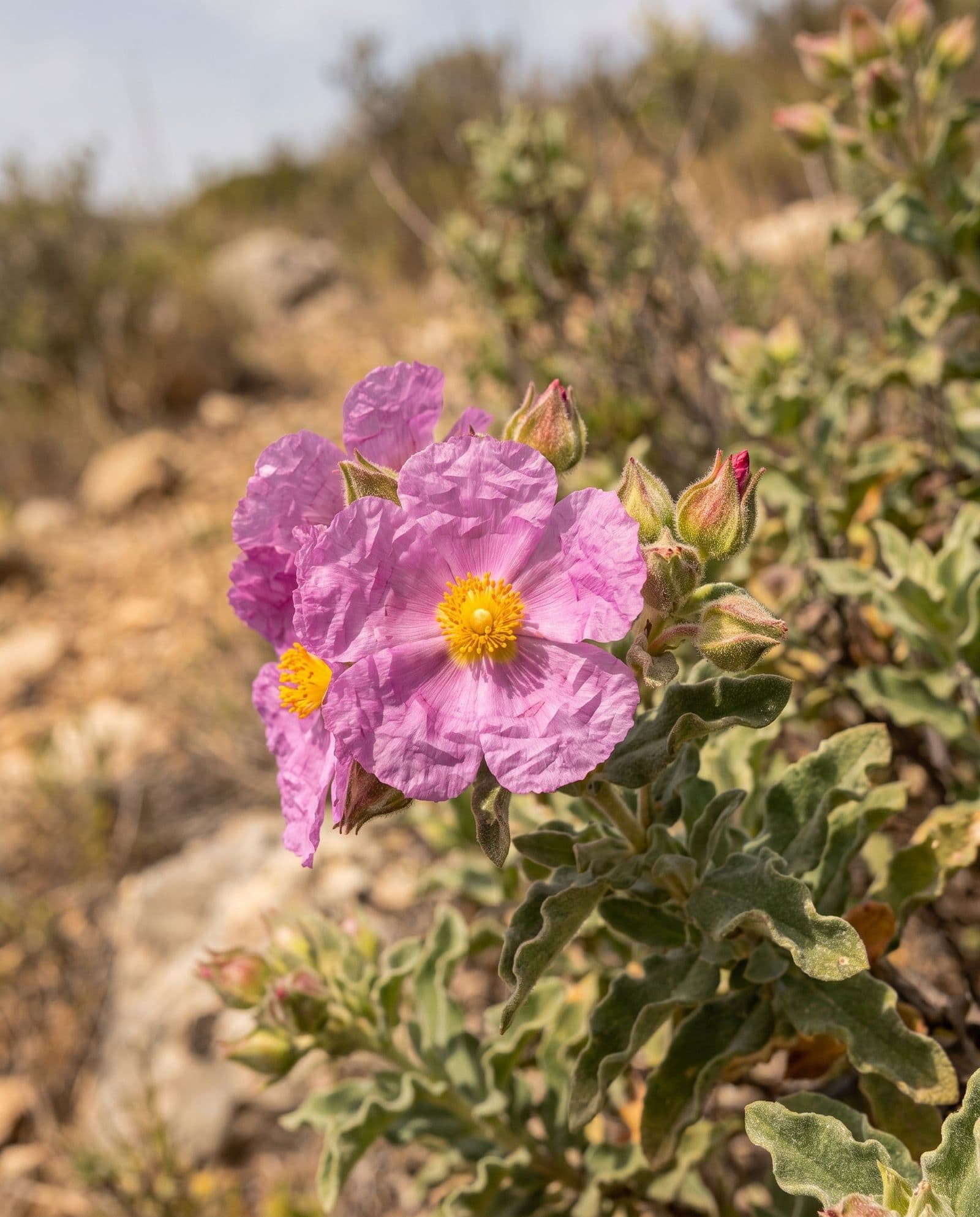 Zistrose (Cistus incanus)