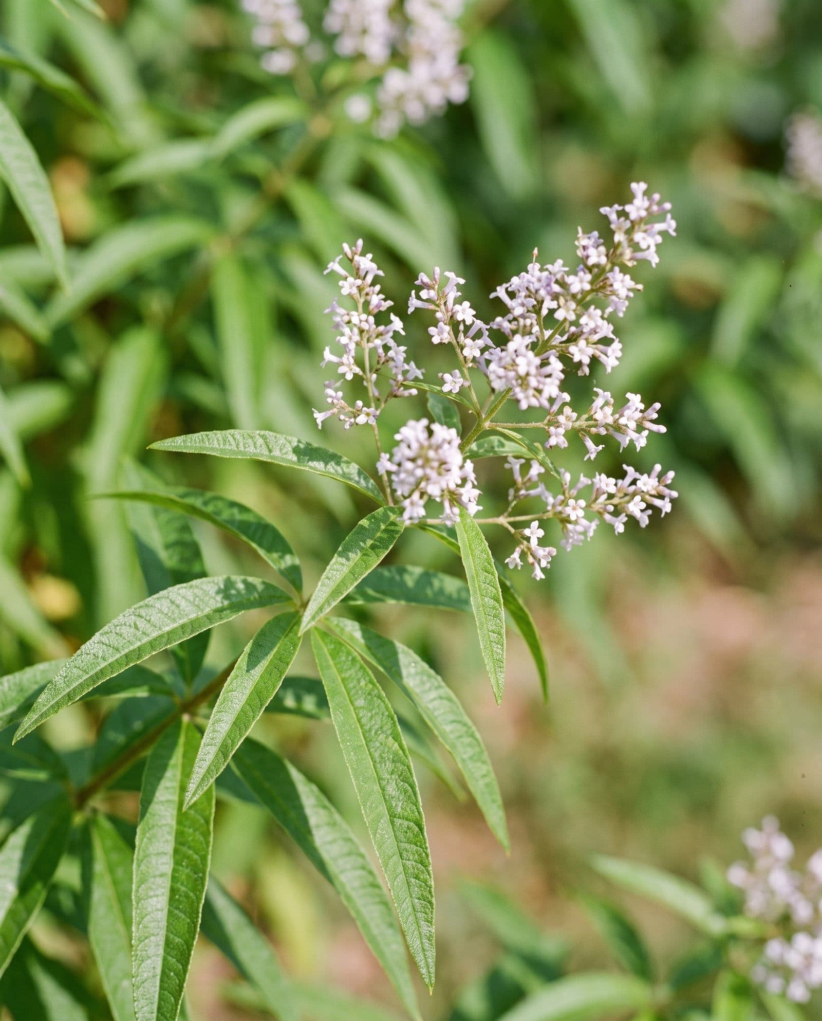 Zitronenverbene (Aloysia citrodora)